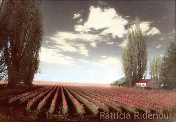 atricia Ridenour_Tulip Fields_public art Collection_washington state arts commission